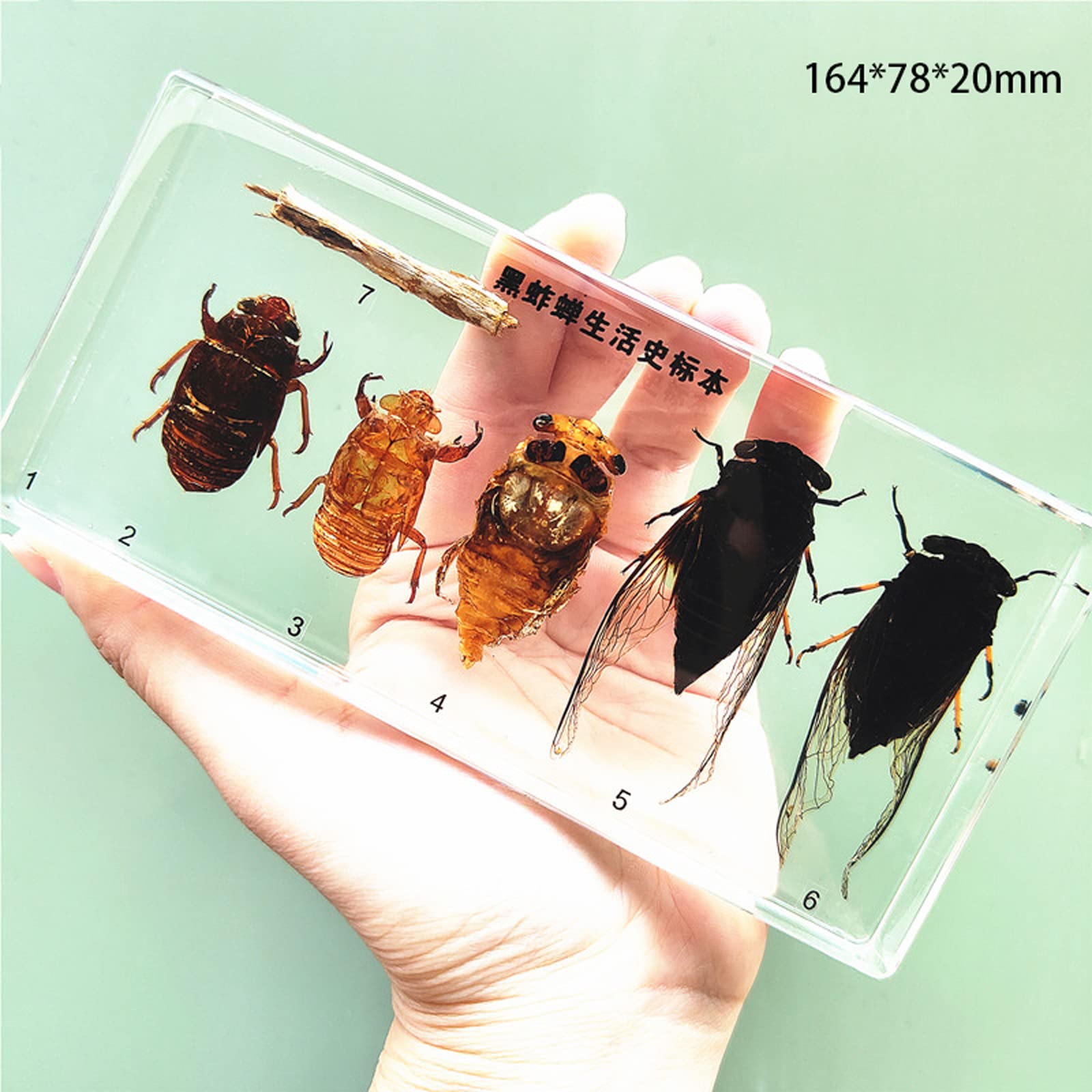 Amazon.co.jp: 昆虫標本、生物学教育昆虫埋め込み標本、理科教室剥製